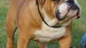 Angleški bulldog: opis pasme, značaja, nega, kako izbrati mladiček